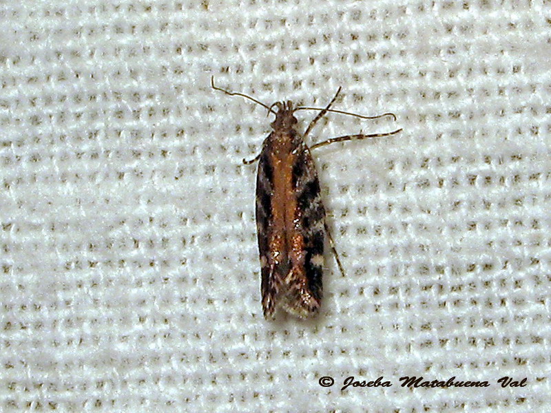 micro 2: Aristotelia ericinella  (Gelechiidae)